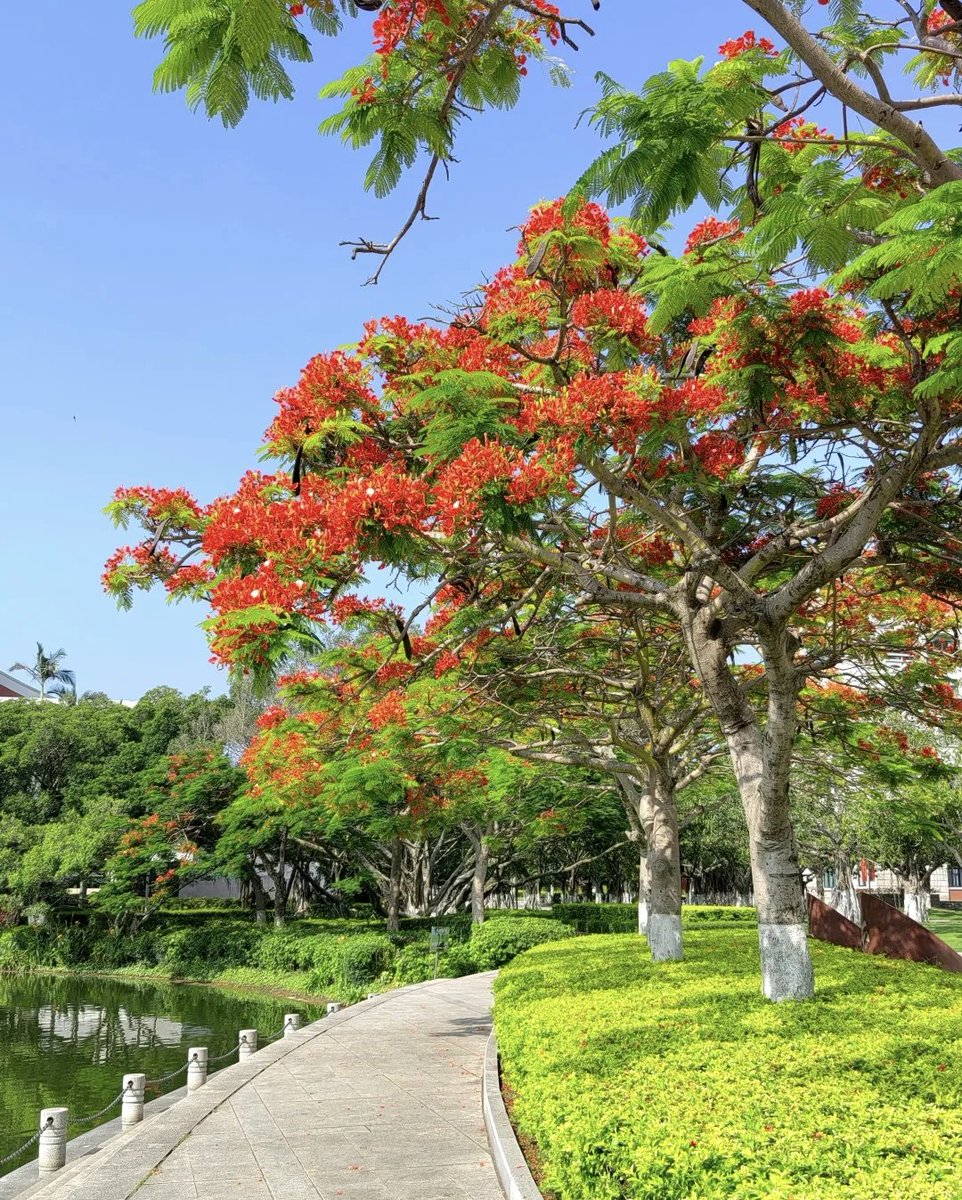 sunsong0909's tweet photo. When the phoenix flowers bloom again, the memories are touching and full of youthful memories. When I think of an old friend I haven't seen for a long time, the memories gradually become vivid with my feelings.#Phoenixtree https://t.co/iSjO7xNk86