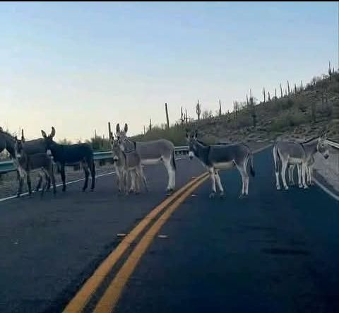 BradPetrich's tweet image. Unfortunately, I didn't take this photo.I've come across wild burros in the past, but not this many at once. Though they're blocking the road, this is a peaceful protest. See how all colors get along. Can learn a lot from an #ass
#protest #stoptraffic #burros #arizonaprotest
