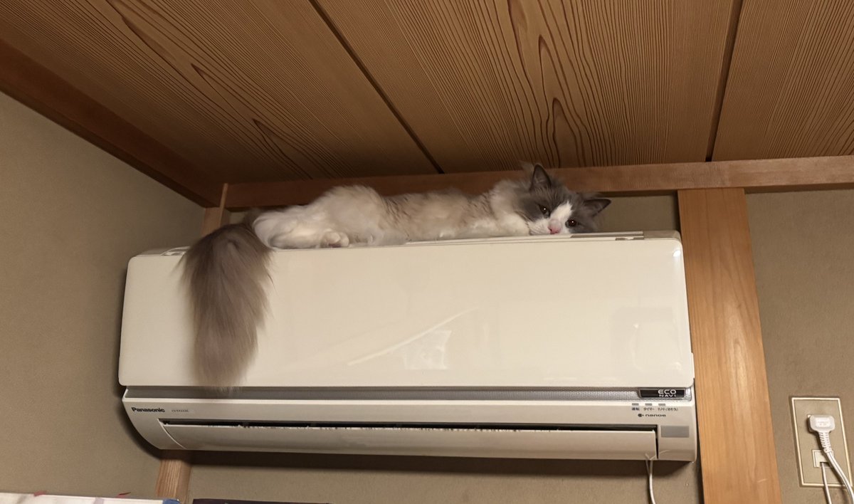 今日のローズ。えっと、クーラーつけて良い？ / Today's Rose. #猫 #cat #neko #ラグドール #ragdoll