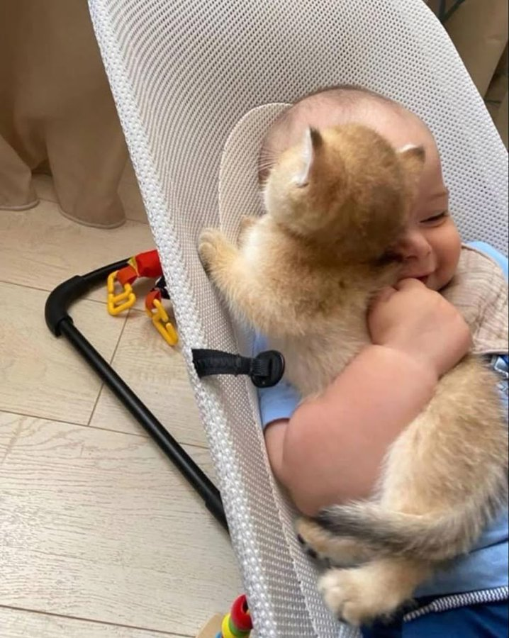 DM_DMWriter's tweet photo. "Do you know where that cat came from?" Harry asks Draco, seeing Scorpius very happy, cuddling the animal.
"I'm sure James brought it," Draco replies.
Harry sighs and tries to take the cat away from Scorpius, but the baby throws a tantrum and looks at his father with a frown on+ https://t.co/y5W4dckFGA