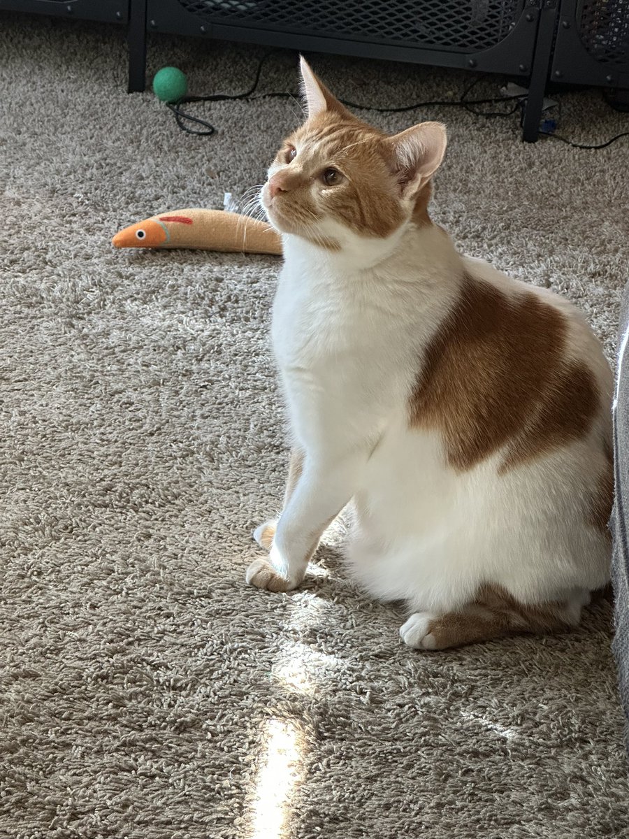 I can’t take it, Shrimp is so shaped. And not a single thought behind those tiny crossed eyes 😭