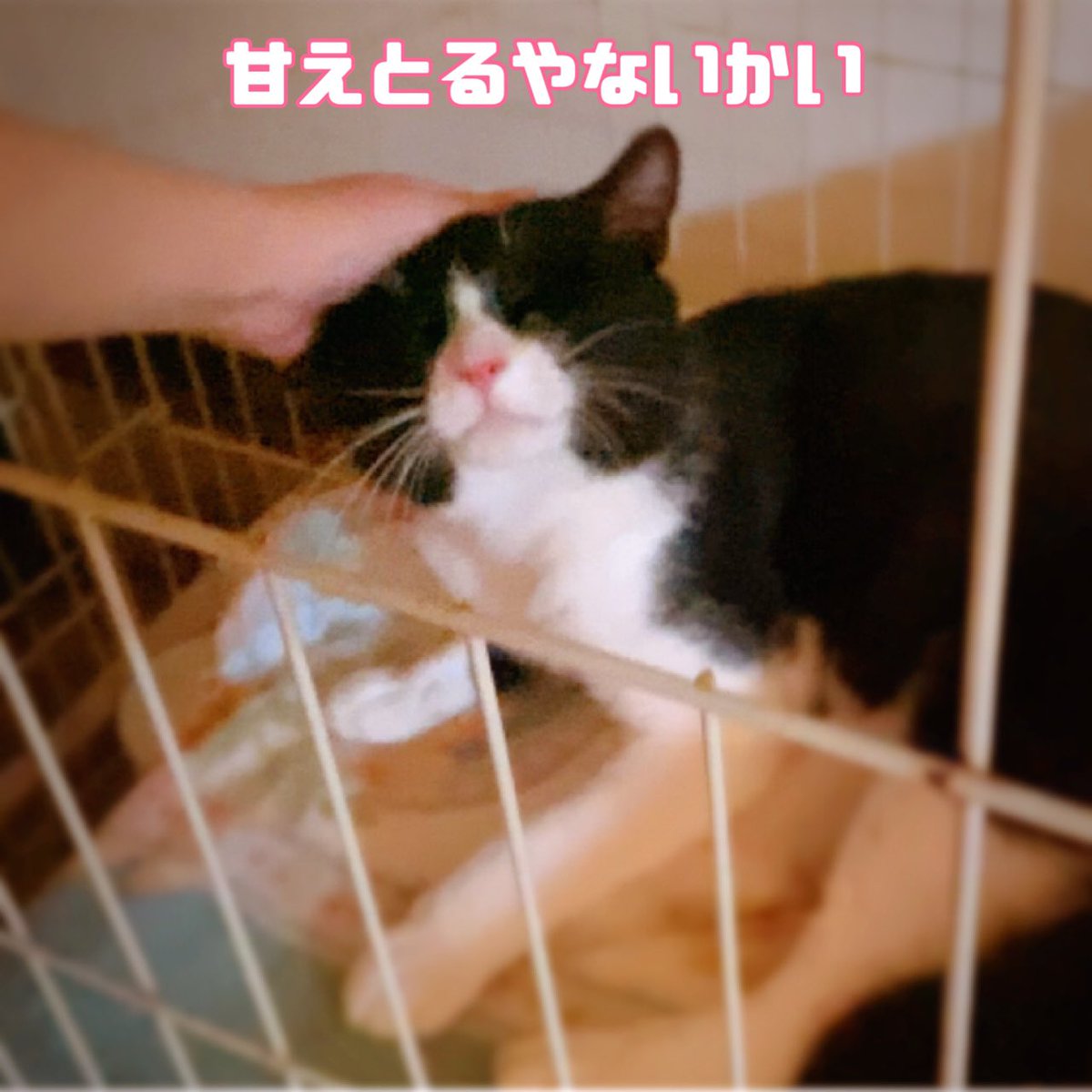 sen10teto's tweet photo. 去勢はまだ、かなり慣れたので
そろそろ行く予定。←今ここw https://t.co/leN78aoVug