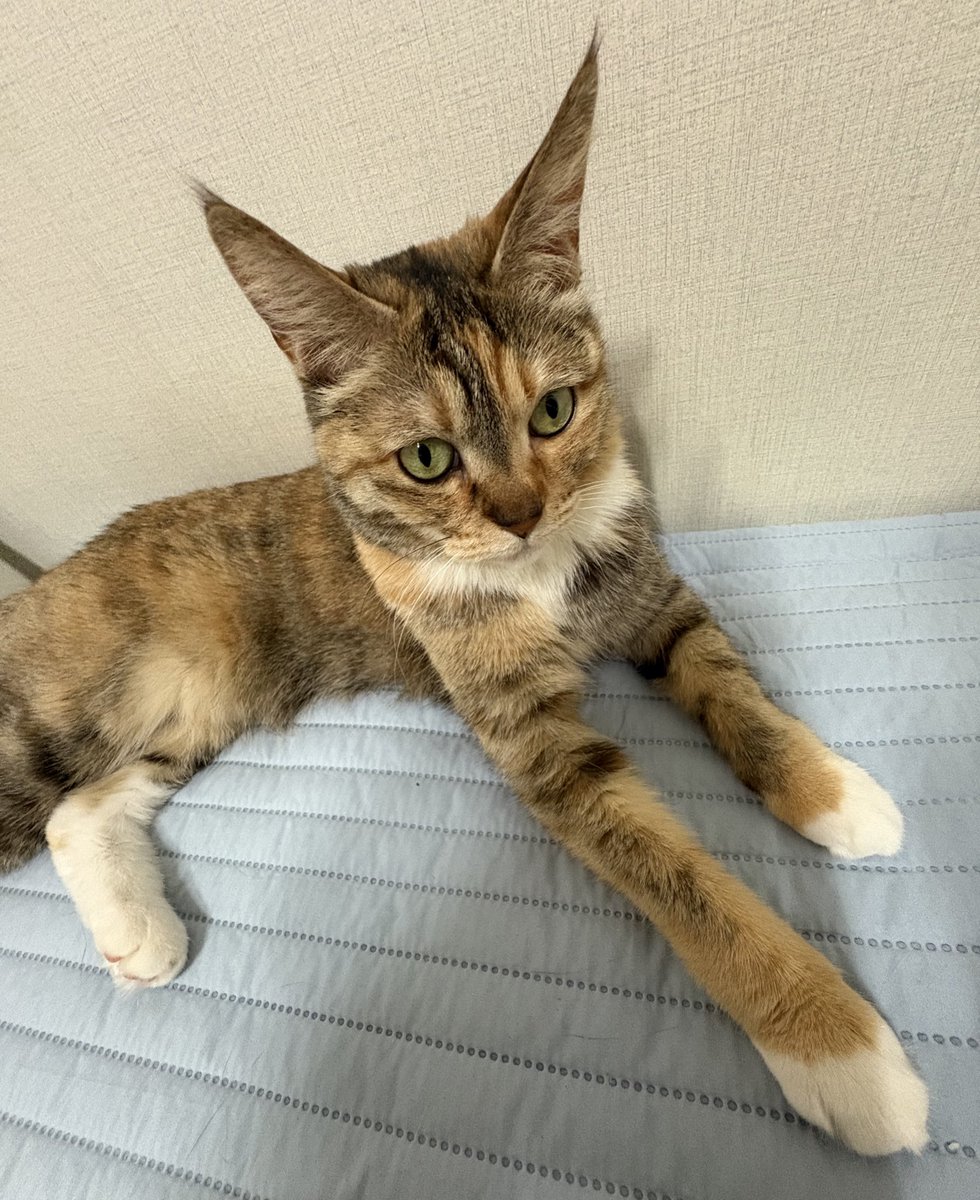 슈슈슈슈퍼노바