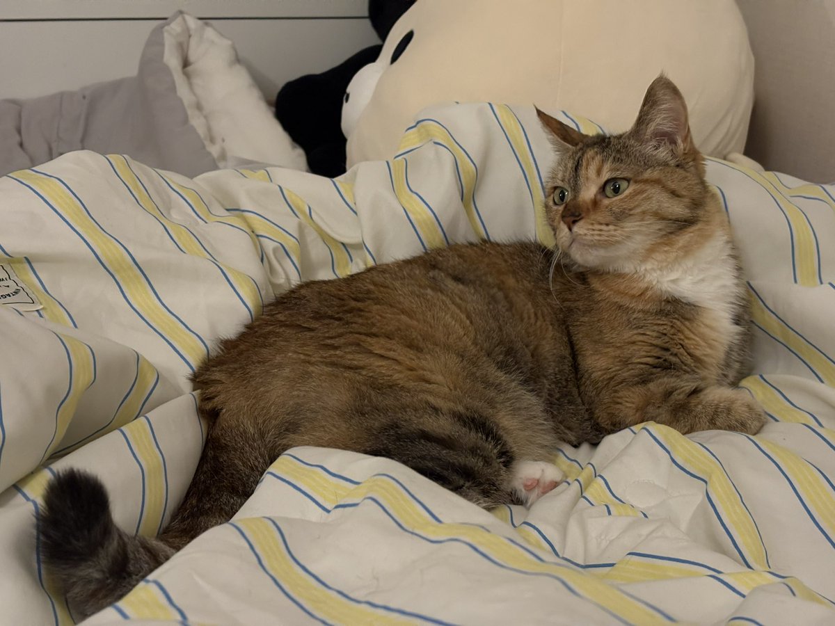 낫또🕯️ (@nattos2_) on Twitter photo 