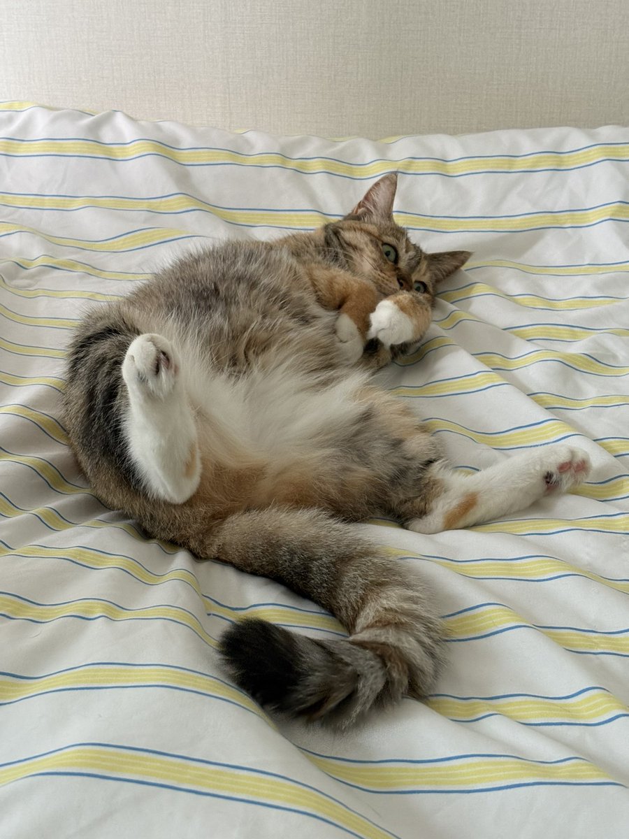 낫또🕯️ (@nattos2_) on Twitter photo 