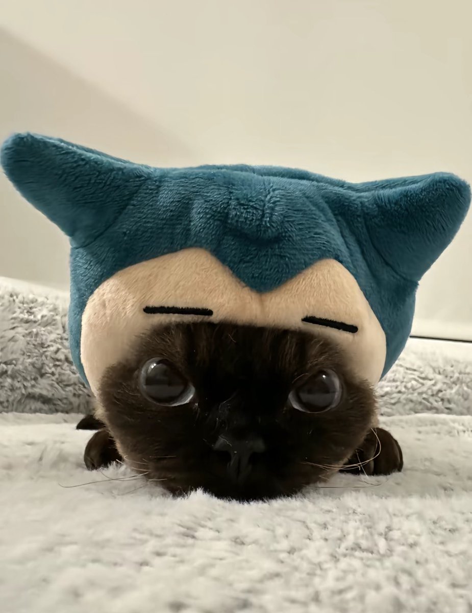 The Cats 𝕏 (@thecatsx) on Twitter photo 