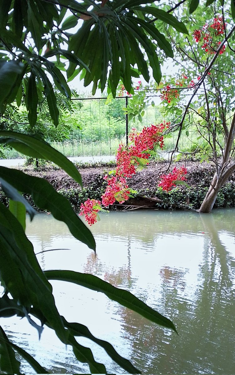 kaebaantuayen's tweet photo. ยามเช้าที่สงบ
กิ่งต้นหางนกยูงโน้มต่ำ
พื้นน้ำใกล้จูบดอก
•
A quiet morning
Flame flowers bend gently
Water nears their kiss.
•
{°~°}
#ไฮกุ #อิคิไก #เก๋ไฮกุ #Haiku #Ikikai #KayHaiKu https://t.co/7RK7wVMTFu