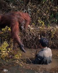 TylerGworek's tweet photo. @AMAZlNGNATURE If a photographer sees an Orangutan fall into a river, he will quietly watch if it will live or die.
If an Orangutan sees a photographer fall into a river, he will makes sure the Human doesn't die. https://t.co/kr6vvYu9Jy