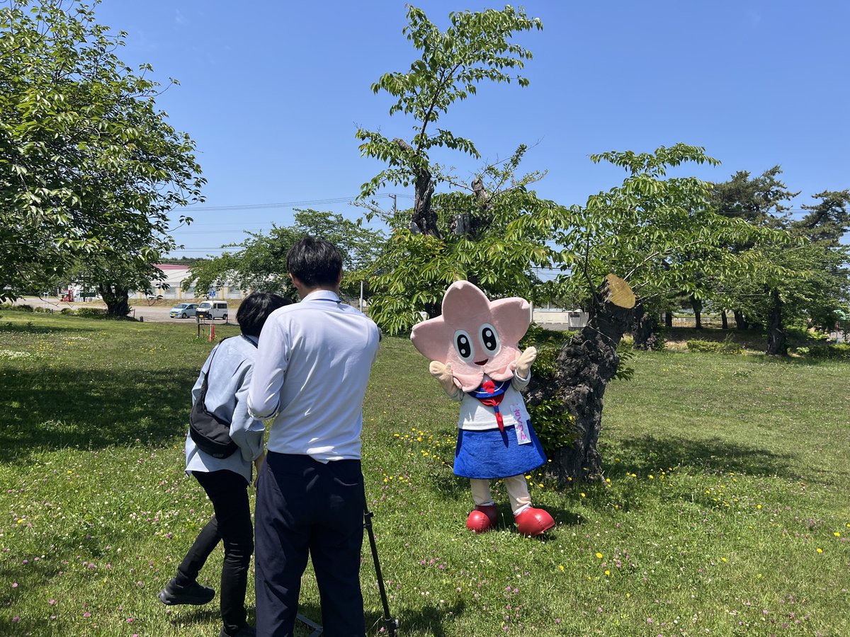 さくりんがお仕事頑張ってます🌸