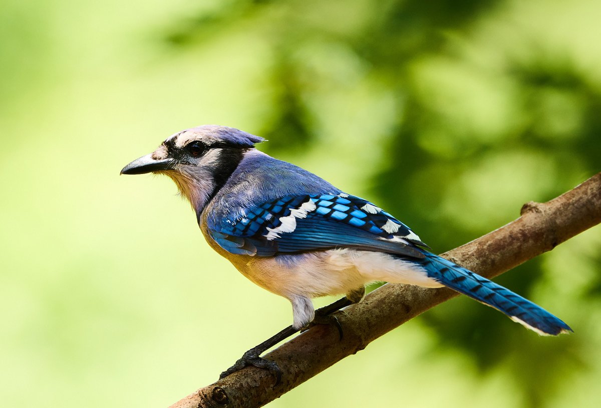 MHamptonPhoto's tweet photo. After 11 years,  the blue jays are finally getting comfortable enough to not fly away whenever I am outside.

 #birdphotography #easttexas #birds #birdwatching #mybackyard #bluejay https://t.co/g7nIRP0TuD