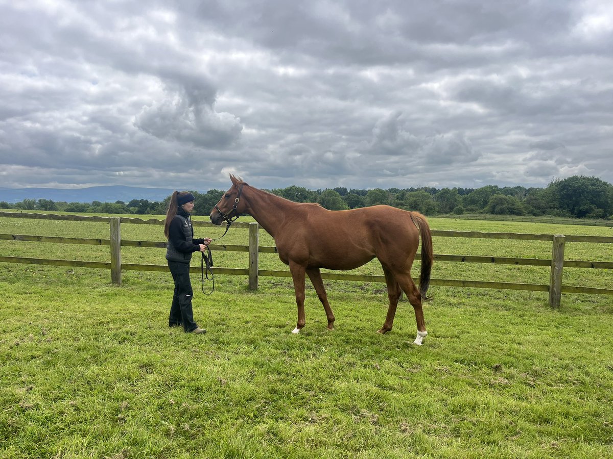Maxux ! 
FRANKEL G3WPLG1PL 
In foal to sensation sire of the moment KINGMAN <a href="/JuddmonteFarms/">Juddmonte</a> sire of St James winner and Champ 👑 
Field of Gold