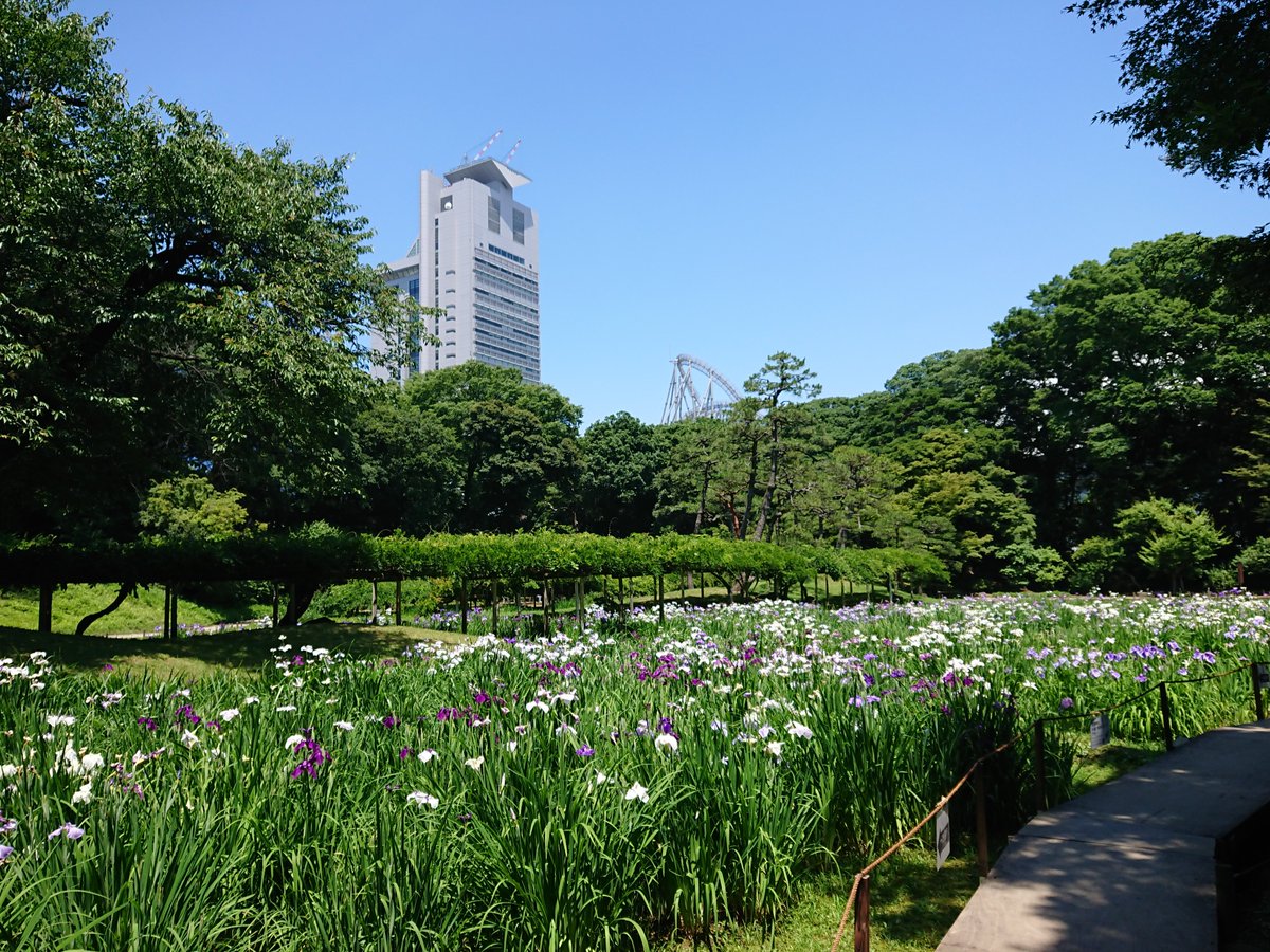 mysterysnack1's tweet photo. 3rd week of June #KoishikawaKorakuen

The peak of the irises' blooming season have passed, but still enjoyable. However, the rainy season front has disappeared and it's extremely hot🔥, I recomend you to come ASAP.

#JapaneseIris #EdoGroup
#beautifulplantsinTokyo #Summer https://t.co/Y85xOcrp9s