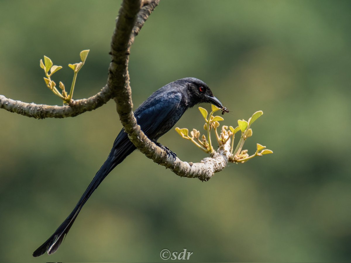 sanshali1's tweet photo. Ashy Drongo shows off it's acrobatics to catch bees/insects mid air. @IndiAves @ragnyabhawani @NatureIn_Focus #drongo #BirdsSeenIn2025 #BBCWildlifePOTD #NikonZ8 #nikonphotography #chakkimod #birdphotography #BirdsOfTwitter #birdsinaction https://t.co/H1XTMuTca1
