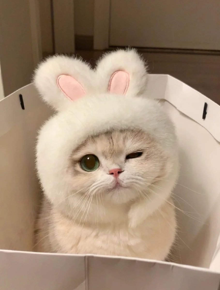Bernice_ol's tweet photo. The popularity of meme coins has slightly decreased, and some funds have begun to flow back to the leading basic chains and AI narratives, and the differences have intensified https://t.co/G9PTGLWp1a