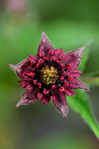 Naturepathway's tweet photo. Deep burgundy flower with a striking yellow center and unique curled stamens. #DarkFlower #Botanical #NaturePhotography #UniqueBloom https://t.co/t2cwWz2gNl