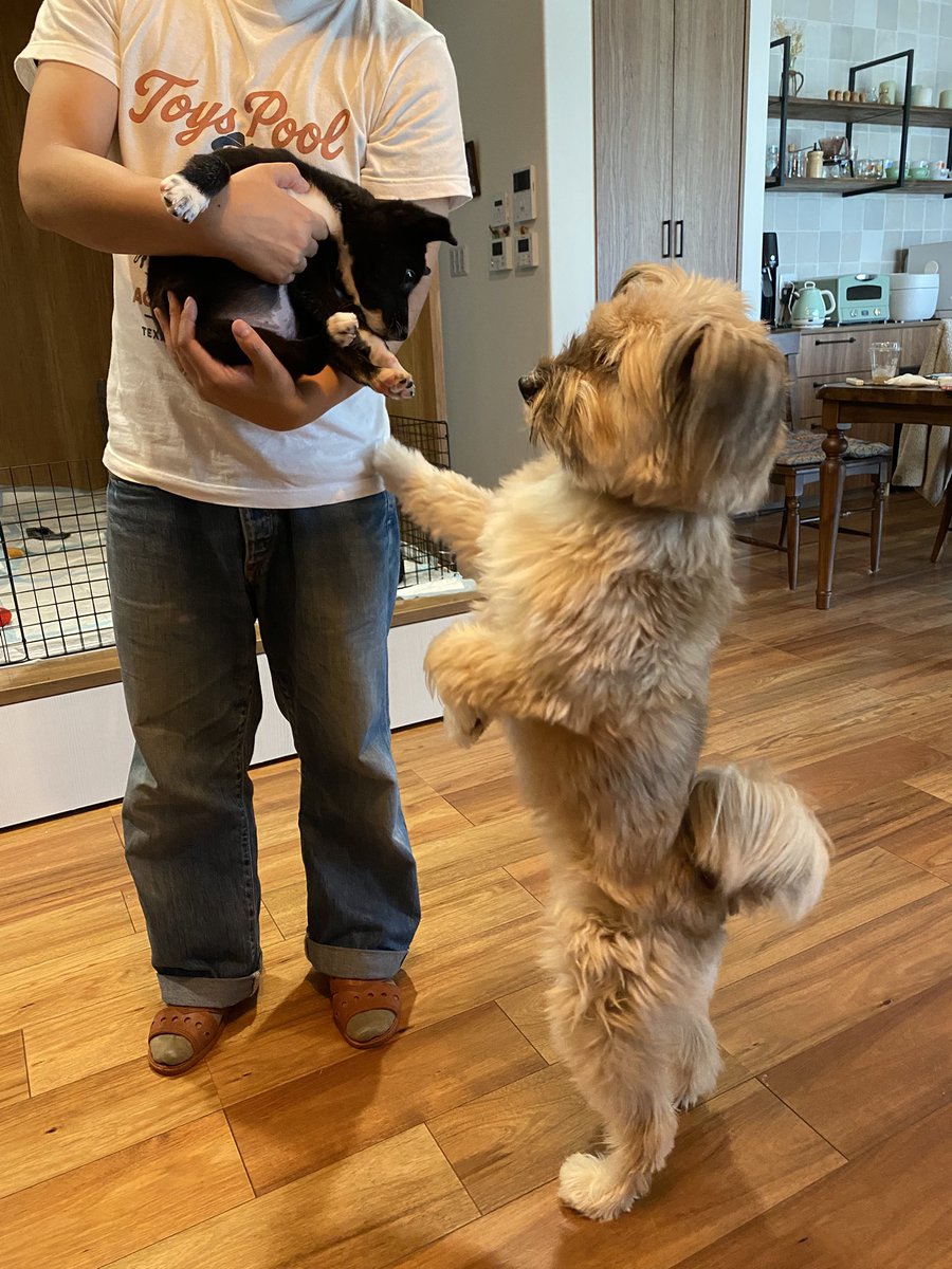 haru122k's tweet photo. 保護犬の子犬預かりボランティアを今年の2月から始めてこの子達で15匹目になりました✨🐶みんな可愛い🥰 https://t.co/a519NAnAVv