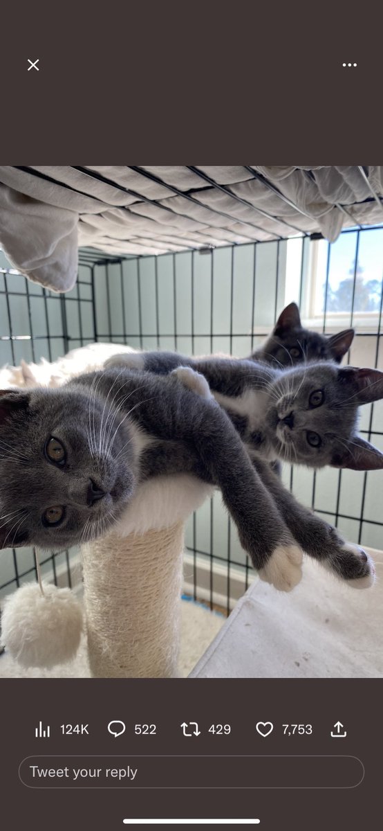 Whose kittys are these?