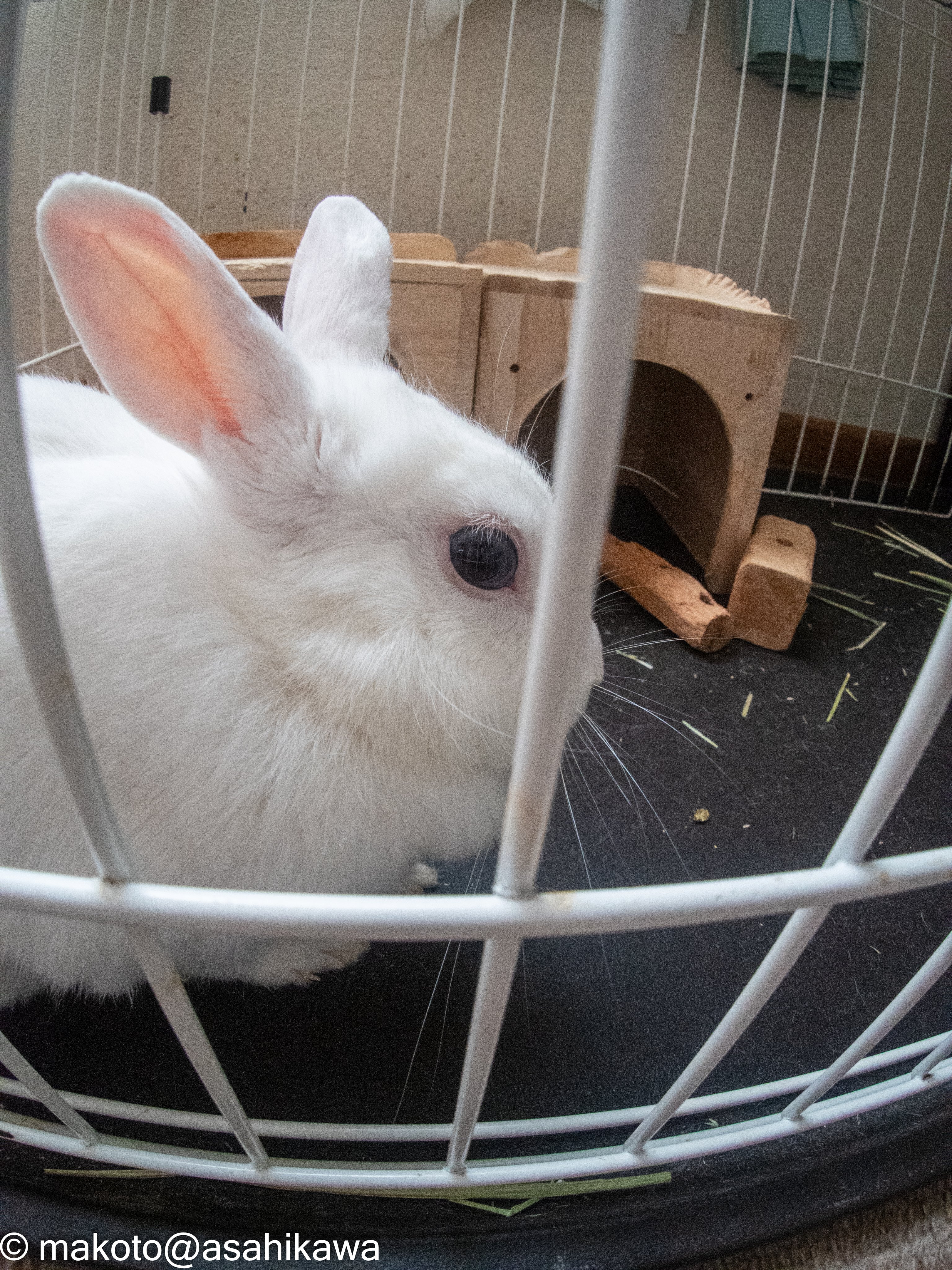 🐇マコト＠旭川🐇 on X: 