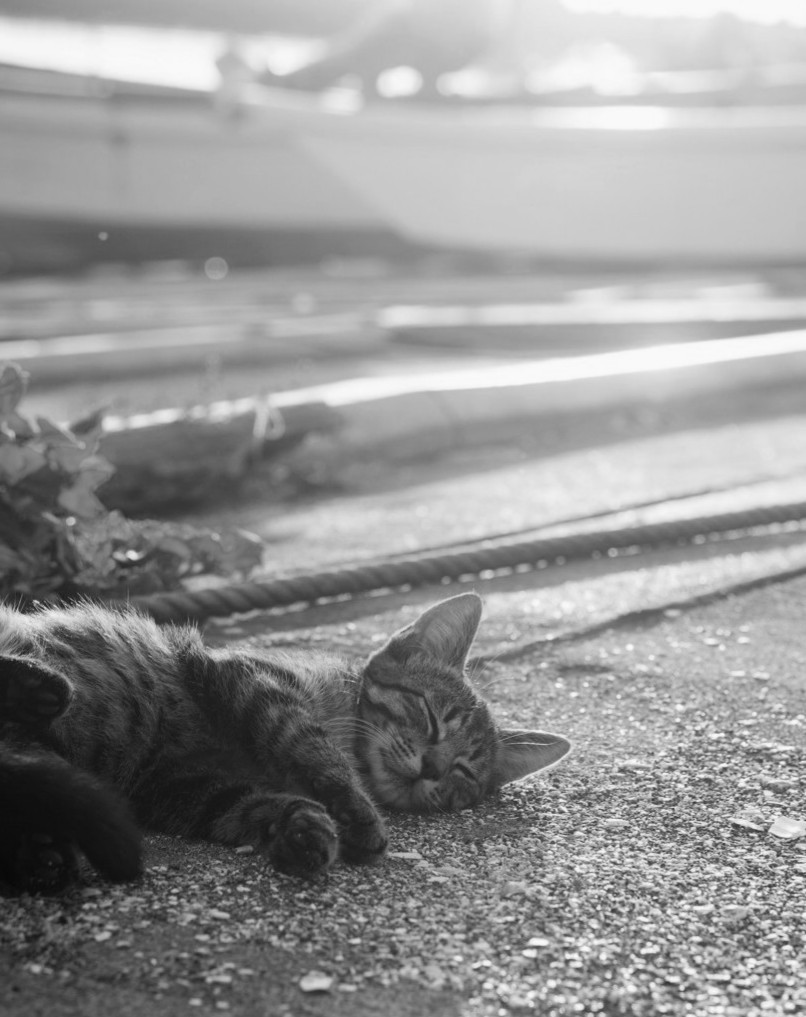 photo__cat's tweet photo. https://t.co/sbdXWQawPq