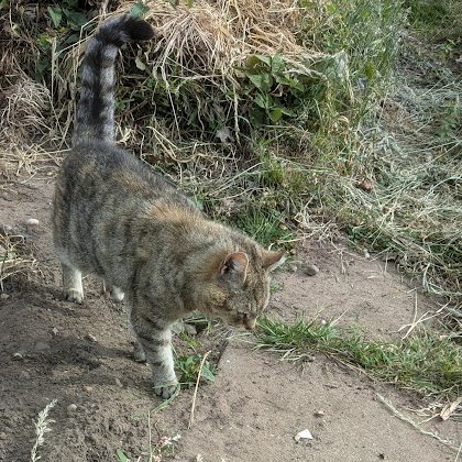 (Janet) 
Oh my word...it's so hot! We had a tiny bit of rain recently, but not enough. 

Betty says that humans in the UK are well known for complaining about the weather and maybe us cats are too!

I prefer it not too hot and just a little rain.

How about you?