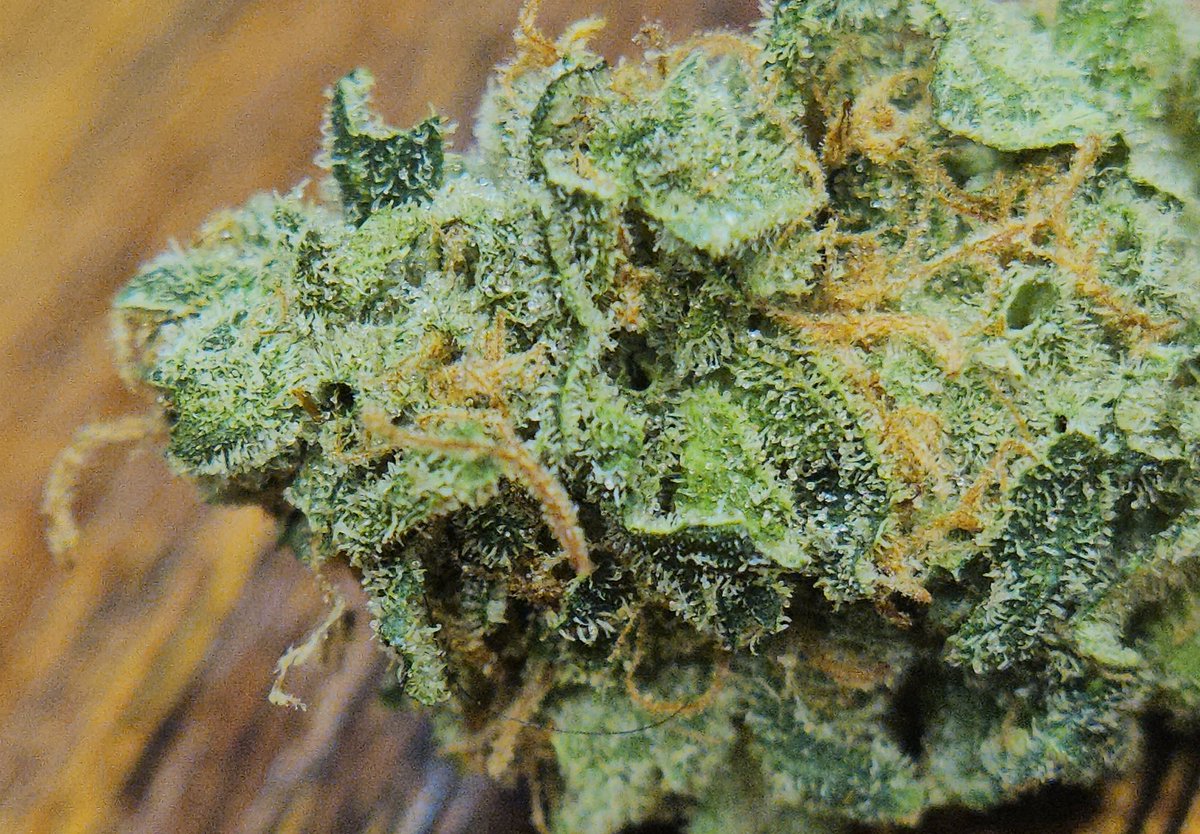 Haze4dayzzz's tweet photo. SFV OG bred by #CaliConnection
Fuel/chem/pine โฝ๏ธ๐งช๐ฒ
OG's over candies & desserts all day everyday & 2ร on Sunday! ๐คง https://t.co/QzNQROmd6y