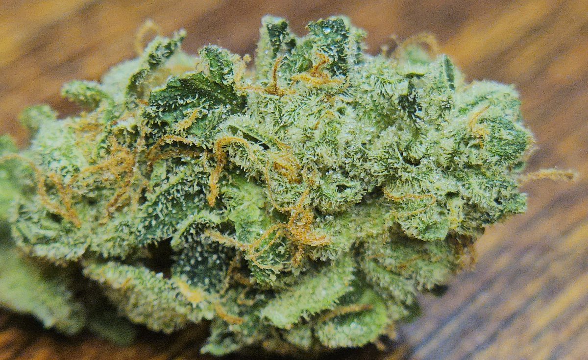Haze4dayzzz's tweet photo. SFV OG bred by #CaliConnection
Fuel/chem/pine โฝ๏ธ๐งช๐ฒ
OG's over candies & desserts all day everyday & 2ร on Sunday! ๐คง https://t.co/QzNQROmd6y