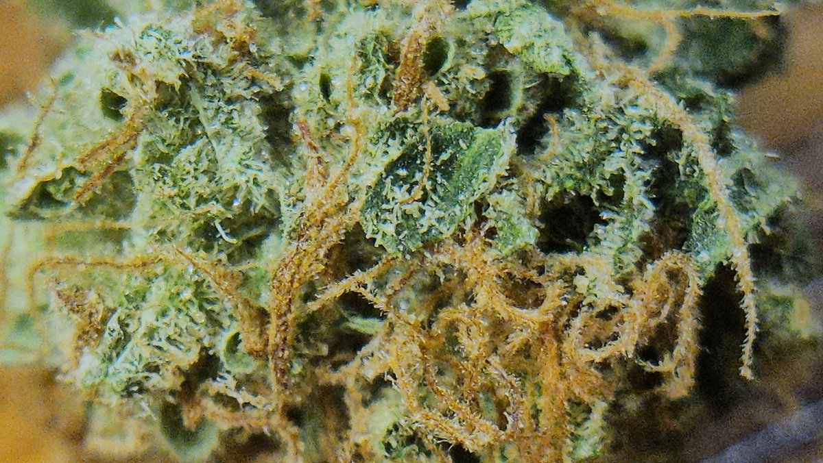 Haze4dayzzz's tweet photo. SFV OG bred by #CaliConnection
Fuel/chem/pine โฝ๏ธ๐งช๐ฒ
OG's over candies & desserts all day everyday & 2ร on Sunday! ๐คง https://t.co/QzNQROmd6y