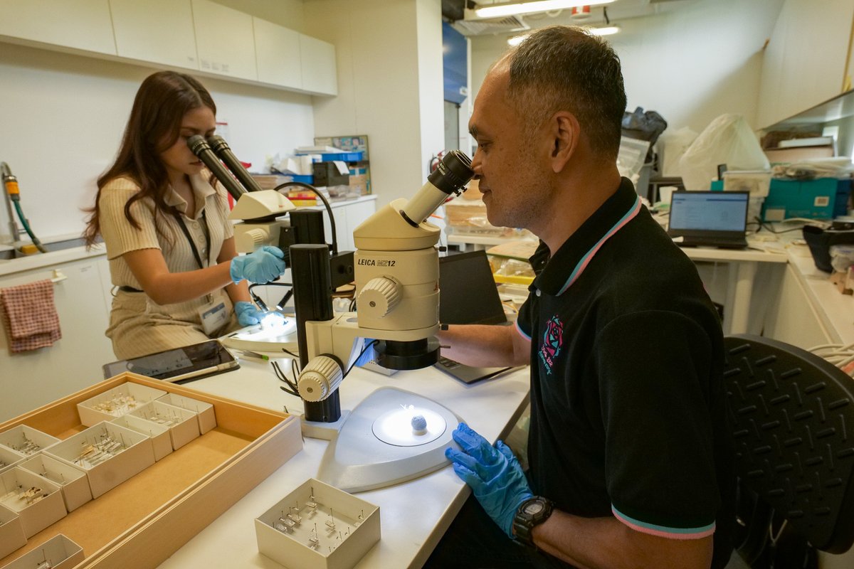lkcnhm's tweet image. We are pleased to host Dr Weeyawat Jaitrong from the Thai Natural History Museum, National Science Museum, Thailand, and his PhD student Ms Kuntima Yodprasit from 15 to 28 June. They had come to examine ant specimens in the ZRC. We hope they have a pleasant visit here!