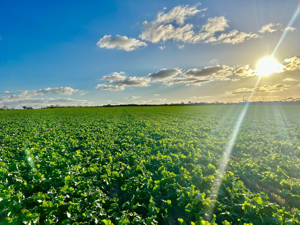 Recent Grower visits in the Kulin and Kondinin Shires. Our clients are pretty happy with the start.

Fingers crossed there is some more rain on the way! 🌧️