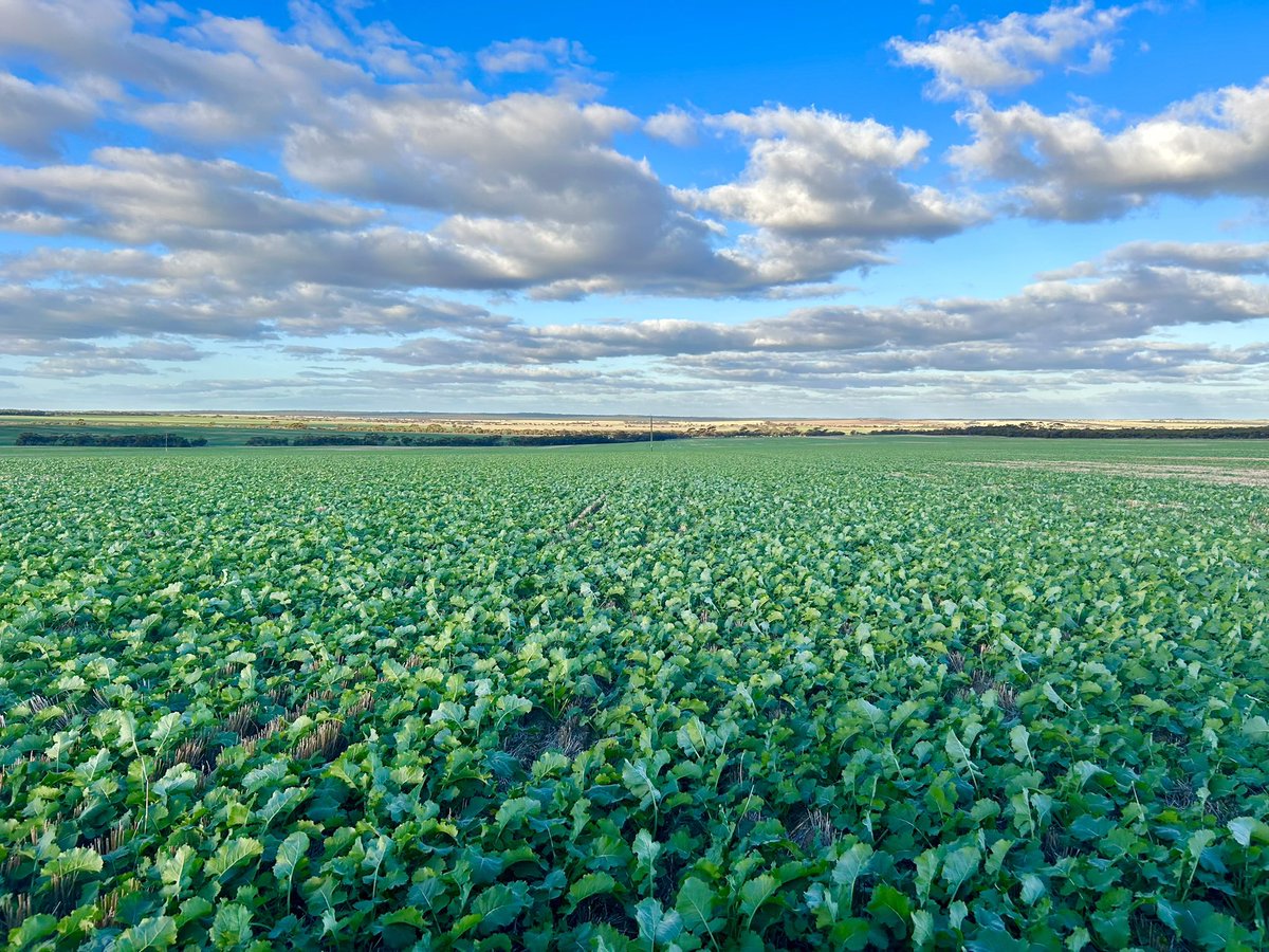 Whitfert Fertilisers tweet media