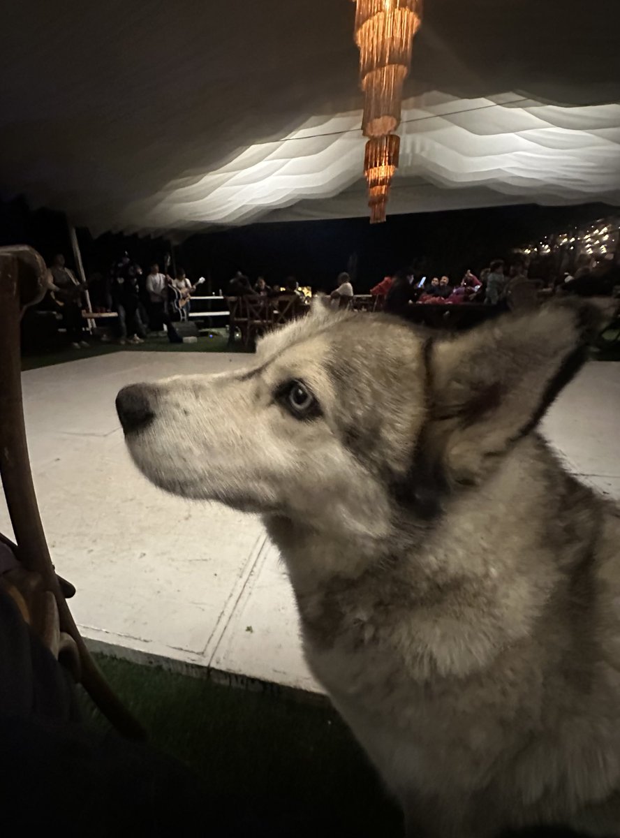 🐺🎉