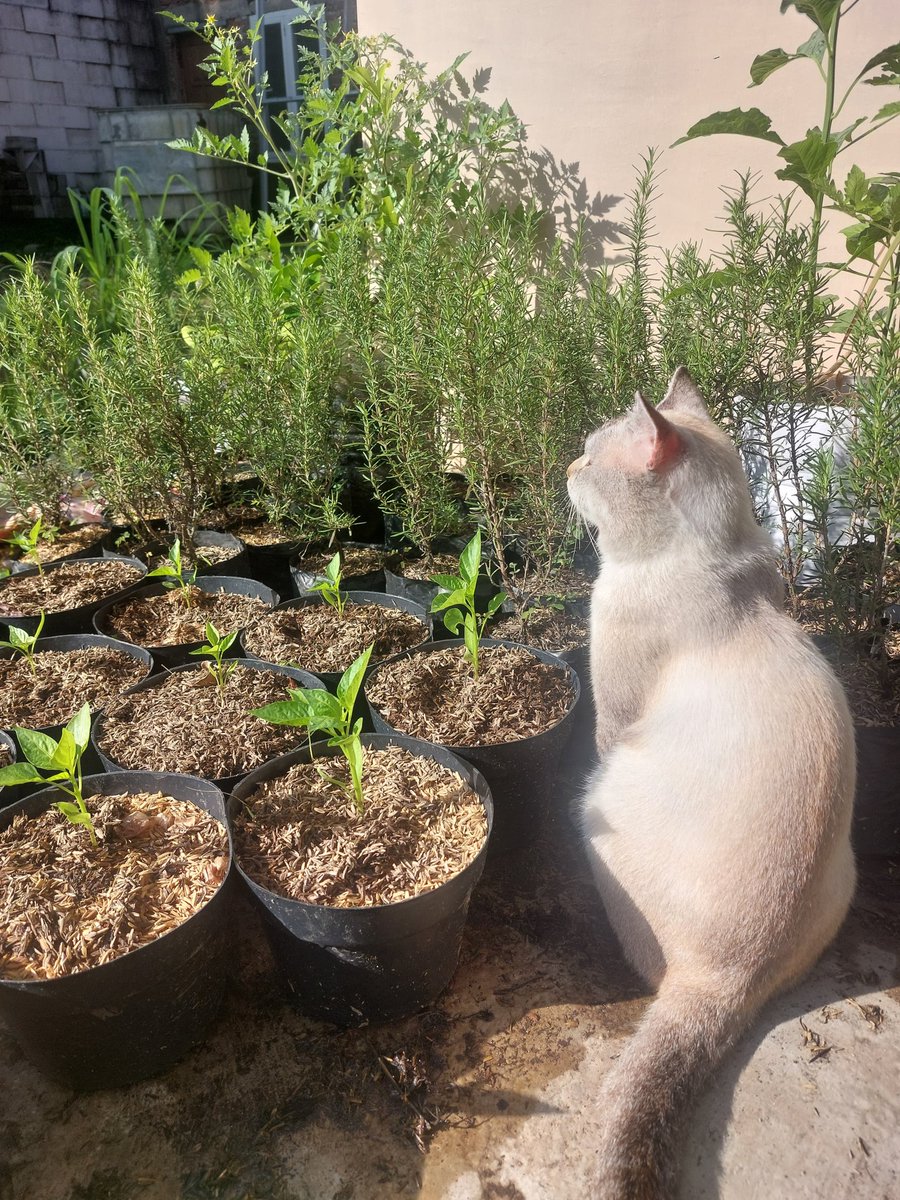 Joyful Garden 🌿🫑 tweet media