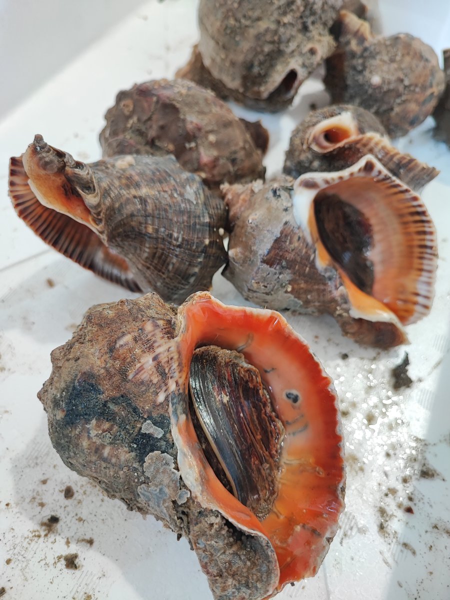 Gtsc4InbgAAIH7G.jpg?format=jpg