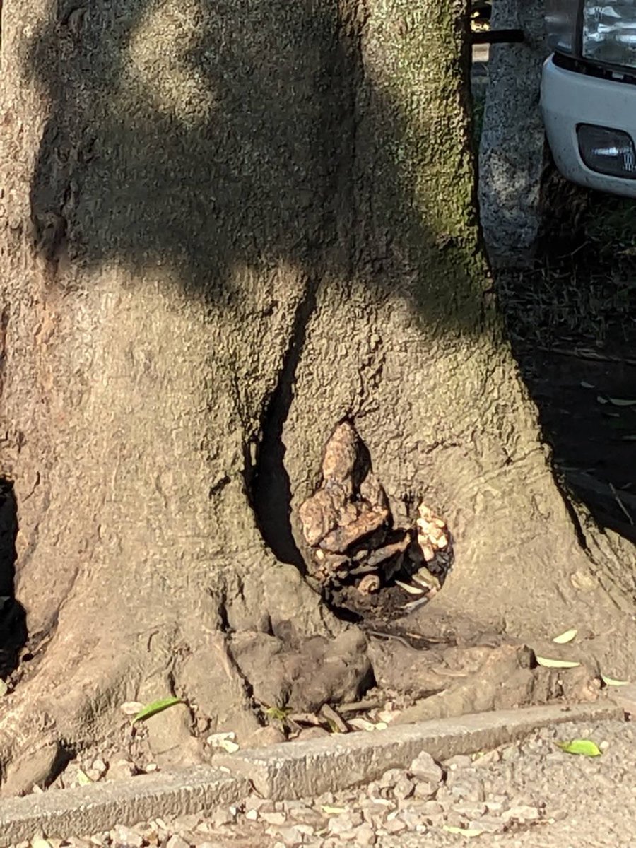 姉から送られてきた素敵な写真
「朝の散歩で木の精見つけた😊」
木の精か気のせいかそれはもう見た人の受け取り方だけど🤣
木の根元に鎮座する姿に見えませんか？
無邪気に喜ぶ姉にほっこりしました
義兄は木のコブとキノコの一種が偶然こうなったのかもね🧐と推察
なんて素敵な偶然でしょう☺️💓