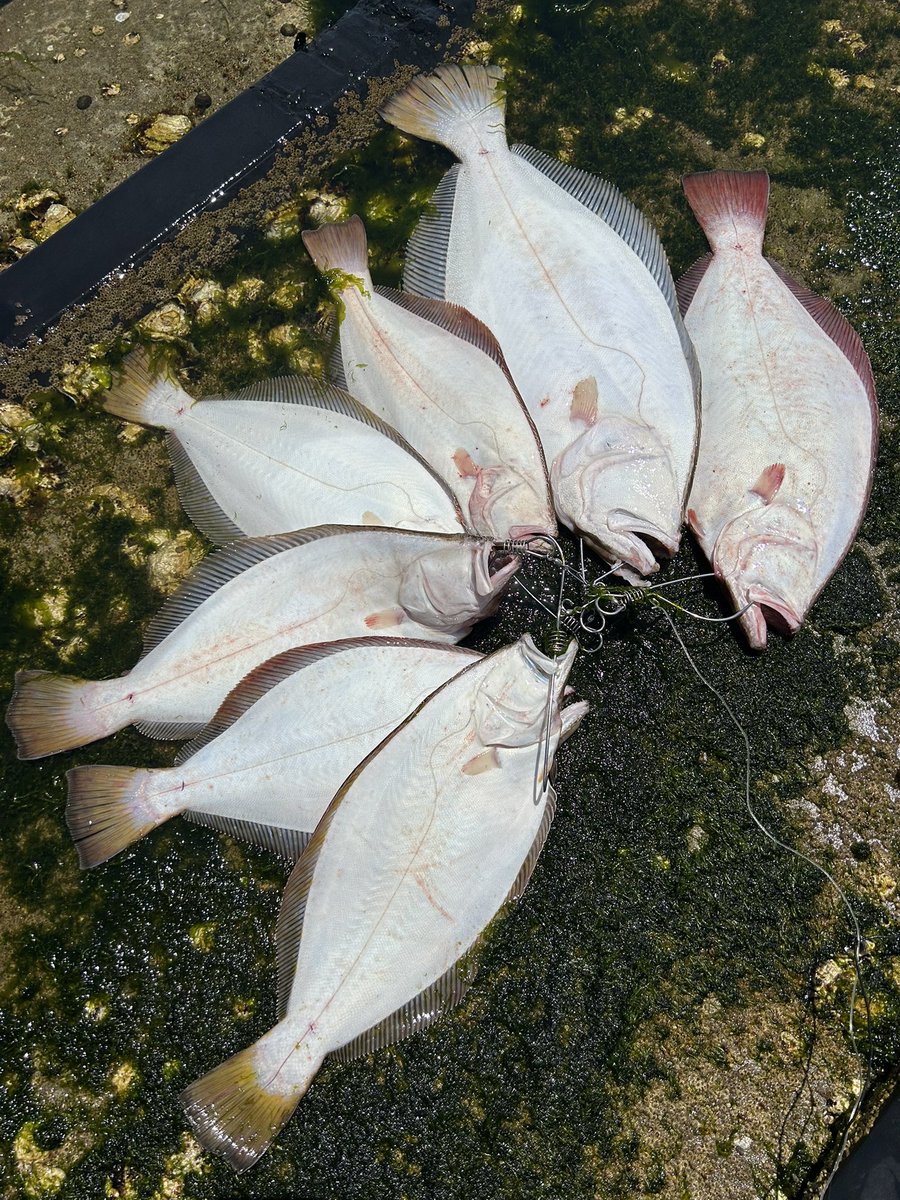 さかなです さかなです さかなです さかな ZX太刀魚 | 株式会社