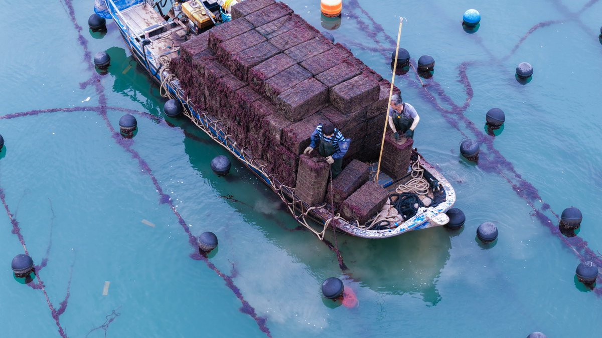 HolaFujian's tweet photo. 🌊🎣As the Summer Solstice approaches, sea temperatures along the coast of #Fujian are gradually rising. In #Xiapu, #Ningde, Fujian, local fishermen take advantage of the cooler evenings to harvest #abalone before the peak heat sets in, ensuring both high quality and abundant yields. #fishing #summer