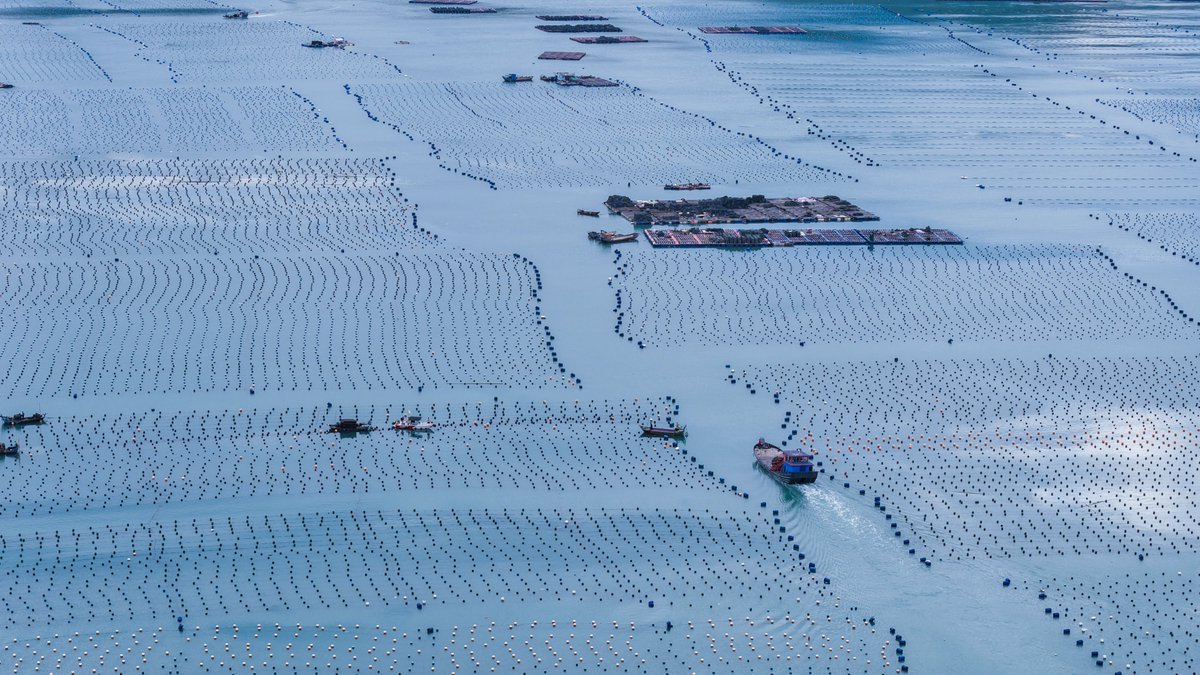 HolaFujian's tweet photo. 🌊🎣As the Summer Solstice approaches, sea temperatures along the coast of #Fujian are gradually rising. In #Xiapu, #Ningde, Fujian, local fishermen take advantage of the cooler evenings to harvest #abalone before the peak heat sets in, ensuring both high quality and abundant yields. #fishing #summer