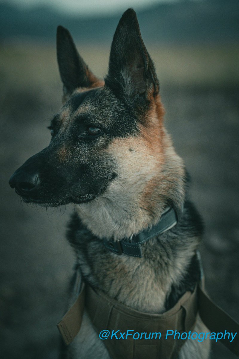 KxForum's tweet image. Enough about Iran, look at my dog!