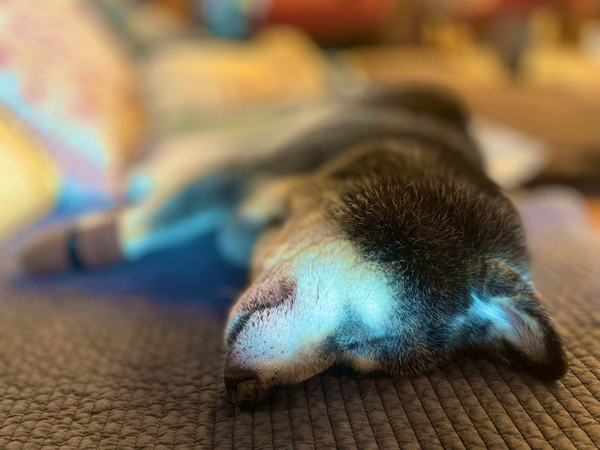 たぬ吉 (@manmaru063061) / Posts / X