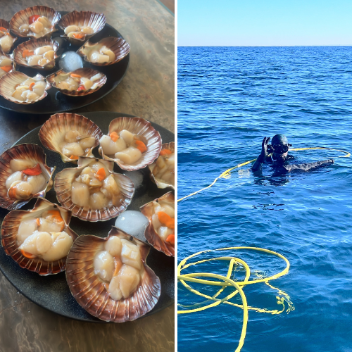 Fresh scallops from Port Phillip? Yes please!

It might be wintertime, but that doesn’t stop keen recreational divers from making the most of the bay’s delicious scallops!