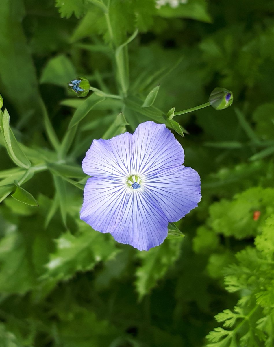 Lovely bloom of flax for seeds.
#seeds
#farming