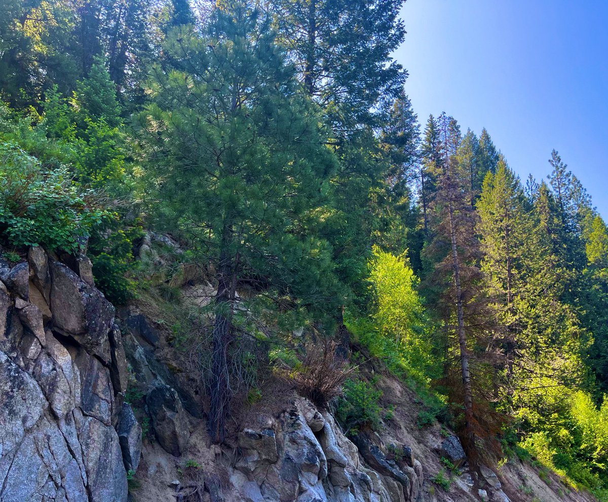 whatgreenlite's tweet image. Adventure is out there! 🌲🌲🌲

#idahome #pnw #summerbreak