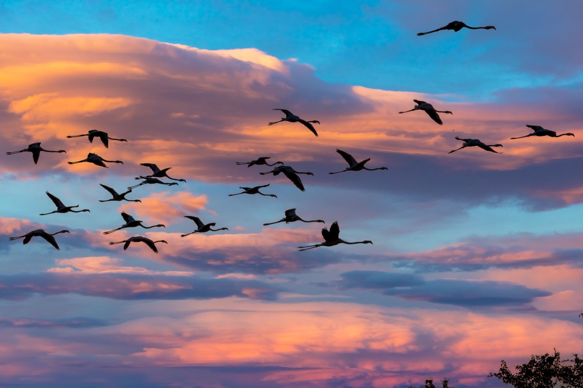 devasar's tweet image. A flamboyance of flamingos paints the horizon #nikimages #nikhildevasarphotography #enchantedindia #flamingos #birdmigration #sunsetmagic #avianodyssey