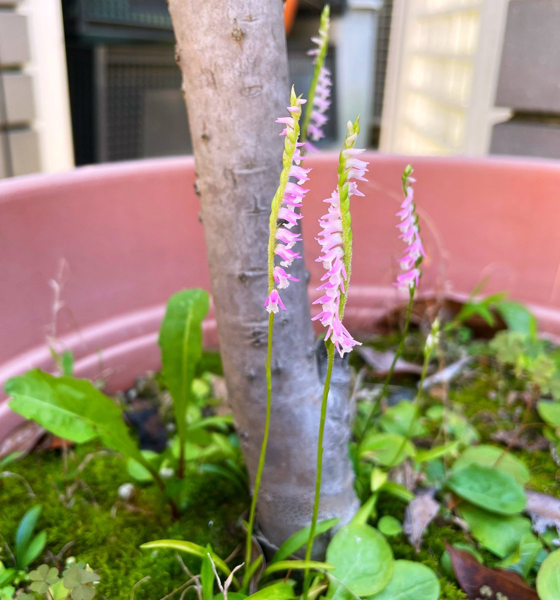 benibanako's tweet photo. ねじ花が咲いていた 😵
この春咲いたのに、なぜこんな暑い中、また咲いたの⁉️
この間、植木屋さんがこの木に活力剤の入った水をまいてくれたから？ https://t.co/EplQpv66oo