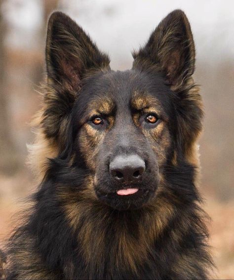 gsd_loversclub's tweet photo. Am i pretty?
#GermanShepherd #DogPortrait #LongHairGermanShepherd #SableGermanShepherd #DogsofTwitter #GSD #DogLife #FurryFriend #MajesticDog #DogLover #Woof #BestFriend #PetsofTwitter #AnimalLover #DogPhotography https://t.co/NoWr4UxcGH