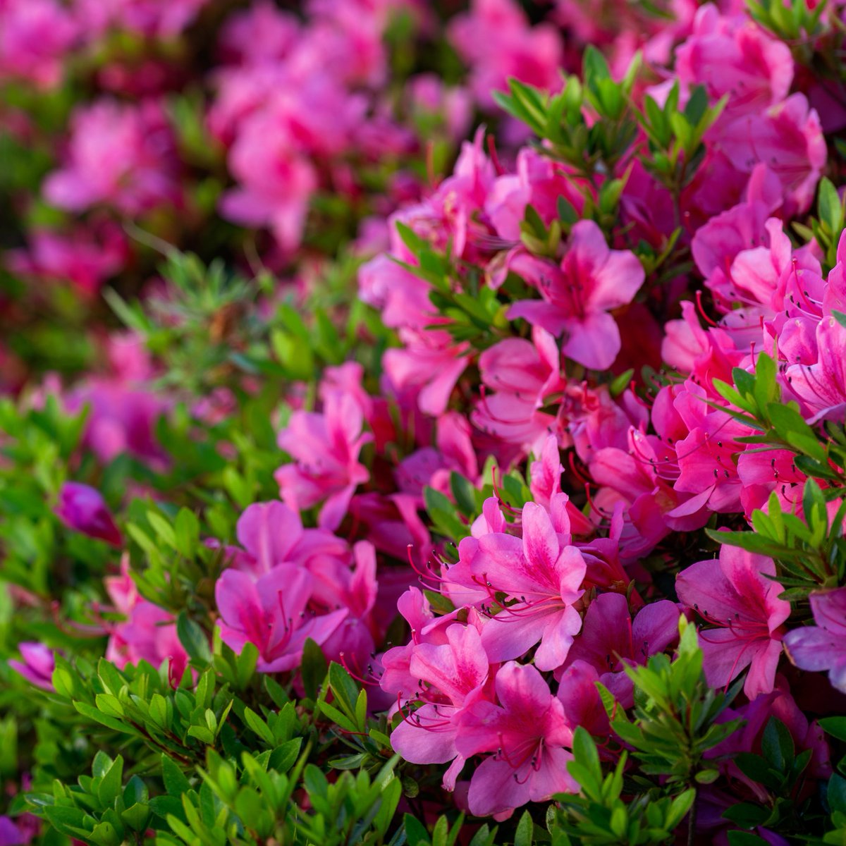 AkamiHebiko's tweet image. I do my best when taking pictures. What do you think?