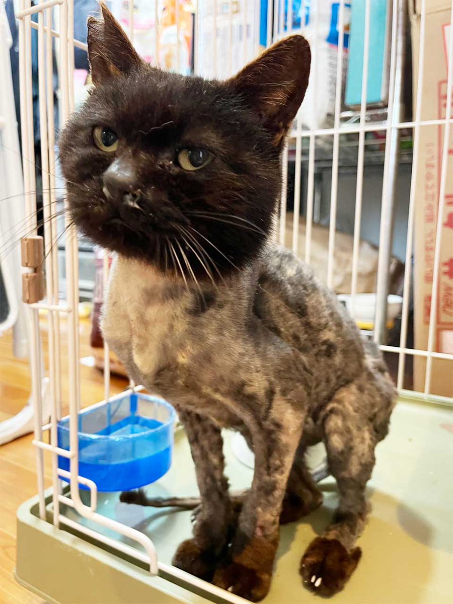 支援開始のご報告】衰弱状態で発見されたクロちゃん TNRを行っていた