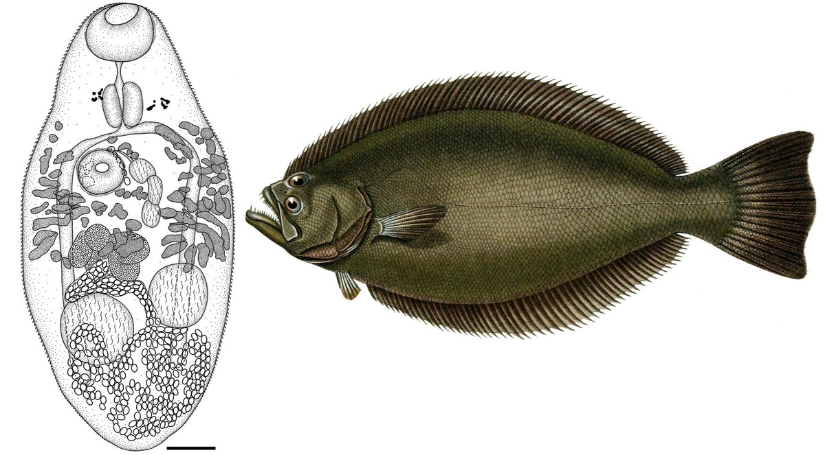 A fluke from flukes:
In this study, researchers reexamined a species of fluke from Brazilian flounders, using fresh specimen and DNA analyses, and reclassified it into a new genus, Surianotrema, which belongs in the Cryptogonimidae family
#WormWednesday
cambridge.org/core/journals/…