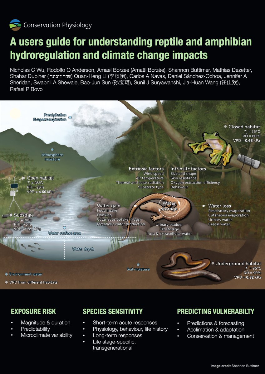 Developed from the #WCH10 symposium, we provide a guide for researchers &amp; managers on current advances for assessing the vulnerability of reptiles 🐍 &amp; amphibians 🐸 to water stress | academic.oup.com/conphys/articl… | Published in
<a href="/conphysjournal/">ConservationPhysiology</a>