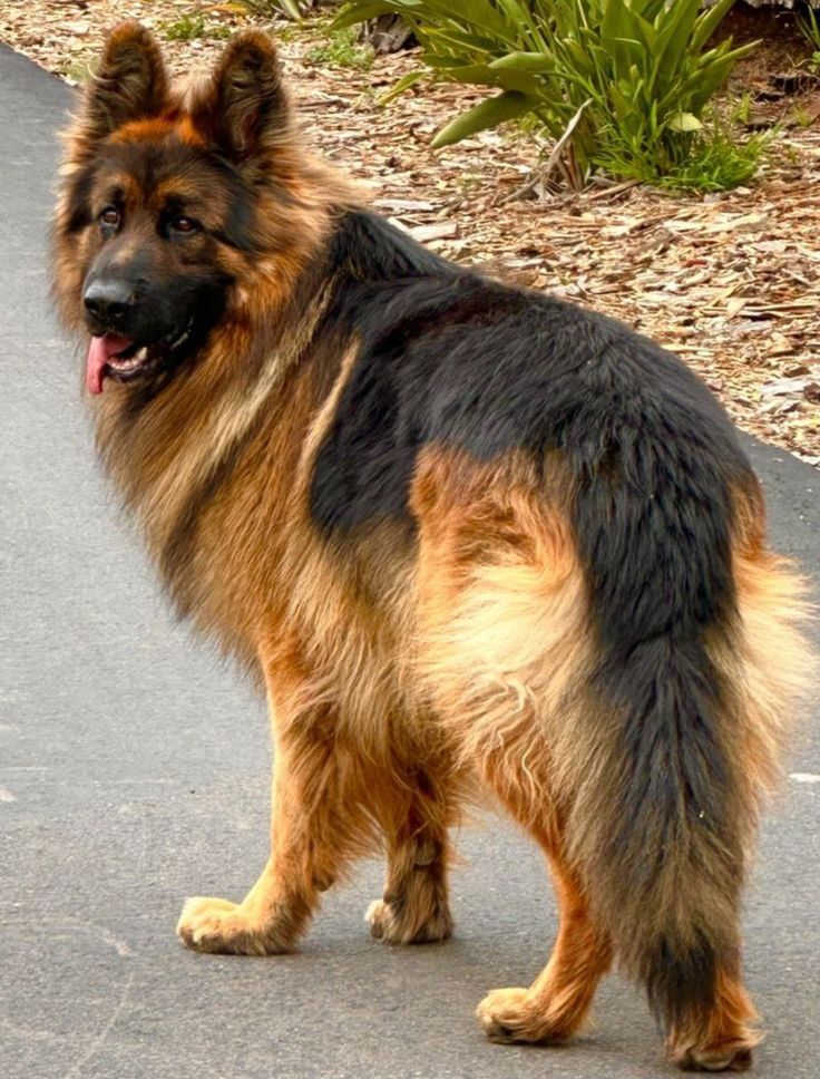 gsd_loversclub's tweet photo. Am i handsome?
#LongHairGermanShepherd #GermanShepherd #GSD #FluffyDog #DogLife #MajesticDog #DogsofTwitter #PetsofTwitter #DogLover #Woof #BestFriend #AnimalLover #GoodBoy #DogPhotography #PurebredDog https://t.co/kbyfAs10kK